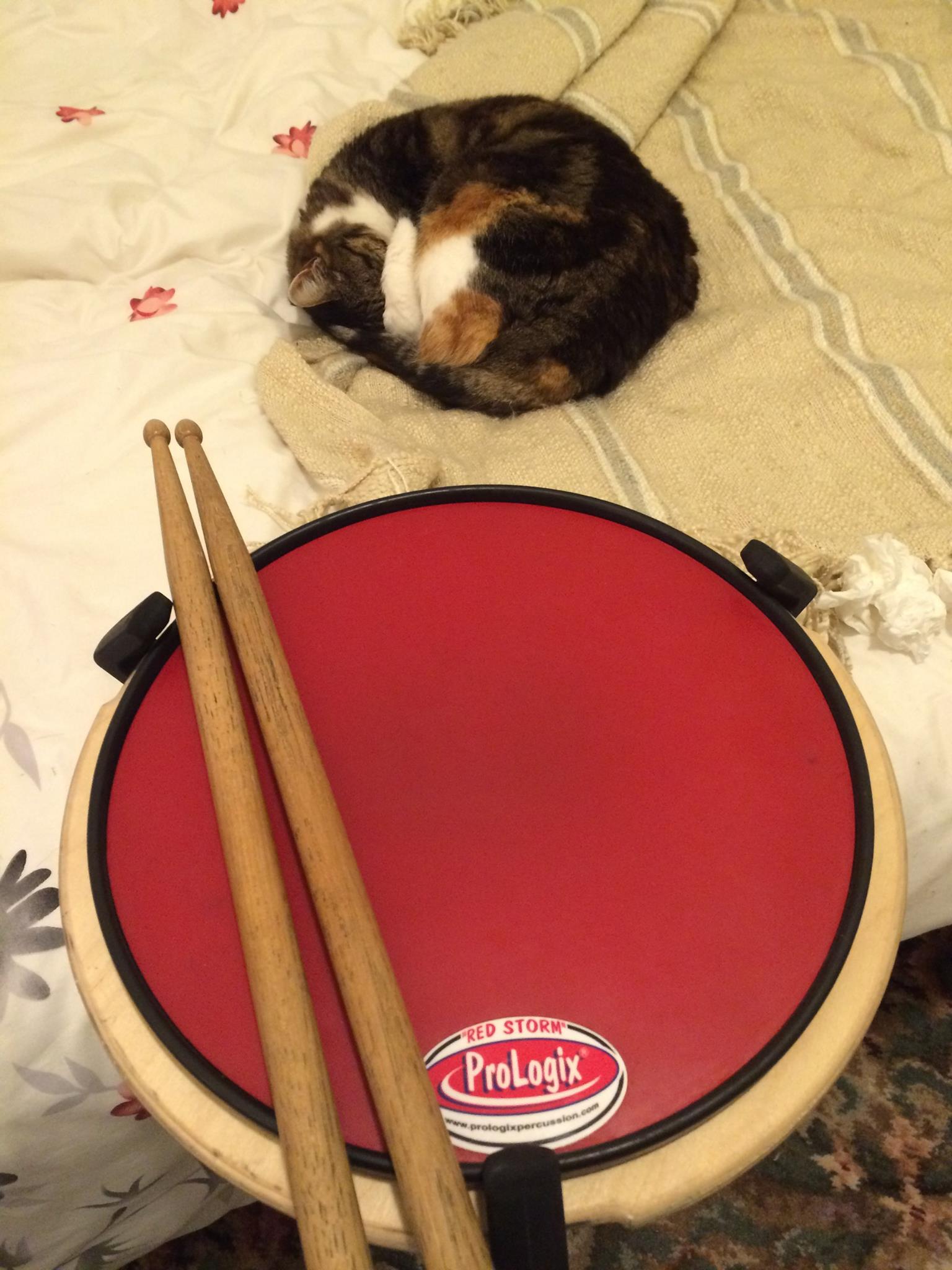 Melbourne crowds are tough! Ellie the cat wasn't at all impressed with my...